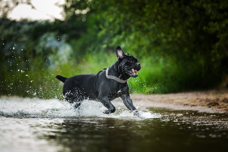 dog runs on waterの写真素材