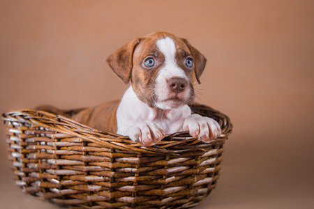 Pet American Pit Bull Terrier puppy cuteの写真素材