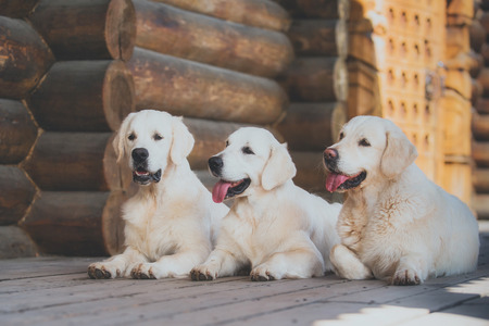 Golden retriever on the nature of the farmの写真素材