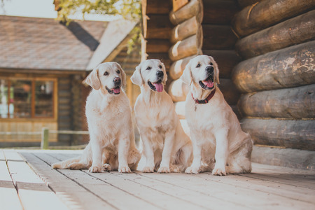 Golden retriever on the nature of the farmの写真素材