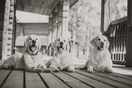Golden retriever on the nature of the farmの写真素材