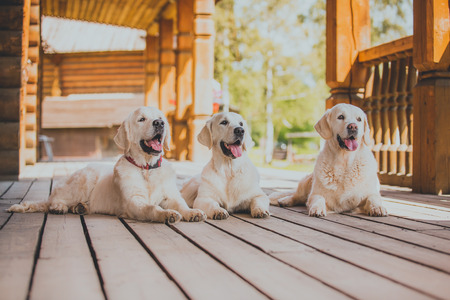 Golden retriever on the nature of the farmの写真素材