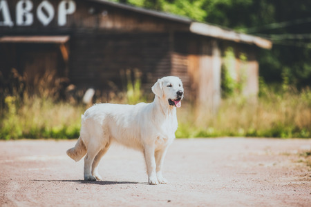 Golden retriever on the nature of the farmの写真素材