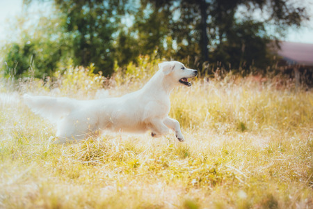 Golden retriever on the nature of the farm