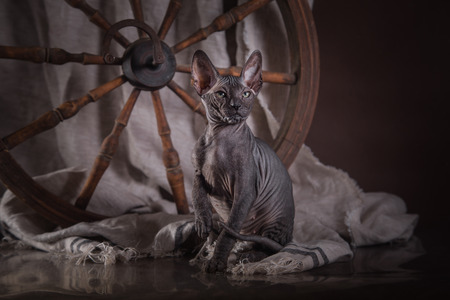 Canadian sphynx in a rustic interior