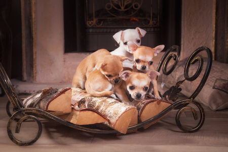 dog small interior, vintage and basket vintageの写真素材