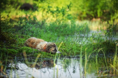 dog in the woods in nature blueberry greensの写真素材