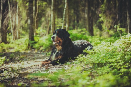 dog in the woods in nature blueberry greens