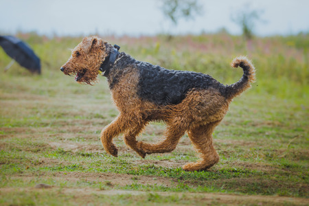 running after a rabbit on nature grassの写真素材