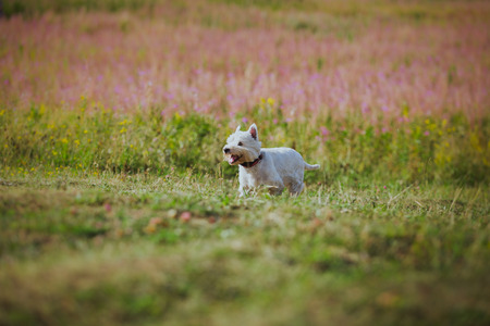 running after a rabbit on nature grassの写真素材