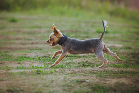 running after a rabbit on nature grassの写真素材