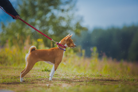 running after a rabbit on nature grassの写真素材