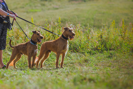 running after a rabbit on nature grassの写真素材