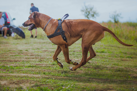 running after a rabbit on nature grassの写真素材