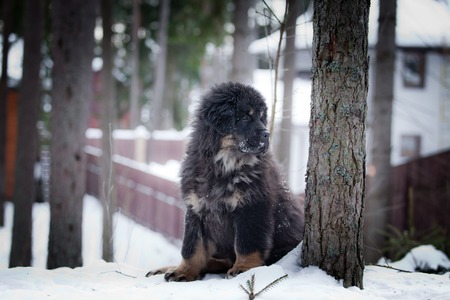 Tibetan Mastiff puppy dog playing in the snow portraitの写真素材