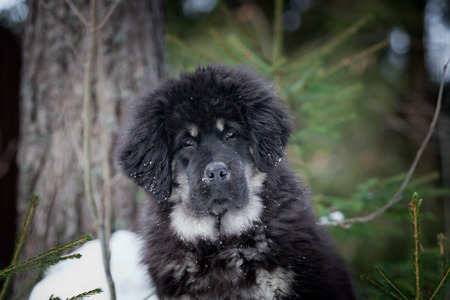 Tibetan Mastiff puppy dog playing in the snow portraitの写真素材