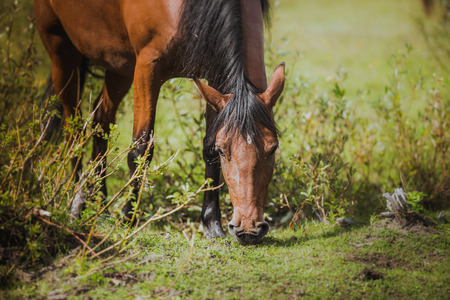 horse in the paddock for a walk in natureの写真素材