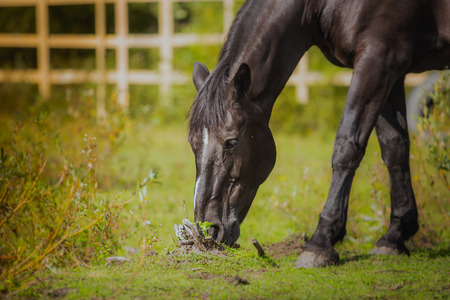 horse in the paddock for a walk in natureの写真素材