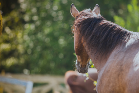 horse in the paddock for a walk in natureの写真素材