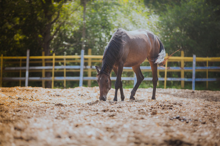 horse in the paddock for a walk in natureの写真素材
