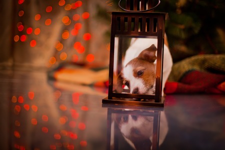 Dog Jack Russell Terrier at the Christmas tree, fireplace on a holidayの写真素材