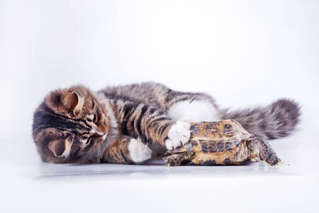 Cute tabby kitten more fluffy good catの写真素材