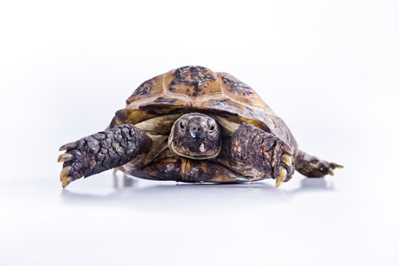 animal Turtle on a white background wallkの写真素材