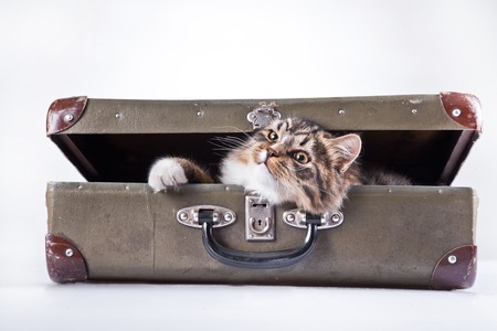 Cute tabby kitten more fluffy good catの写真素材