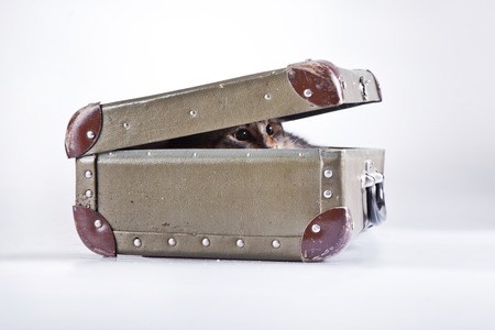 Cute tabby kitten more fluffy good catの写真素材