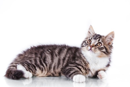 Cute tabby kitten more fluffy good catの写真素材