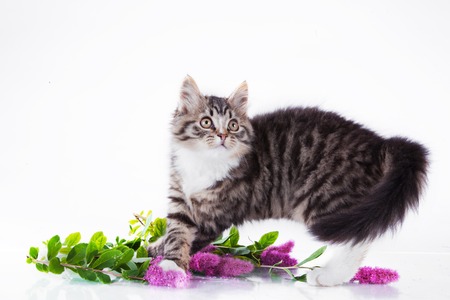 Cute tabby kitten more fluffy good catの写真素材