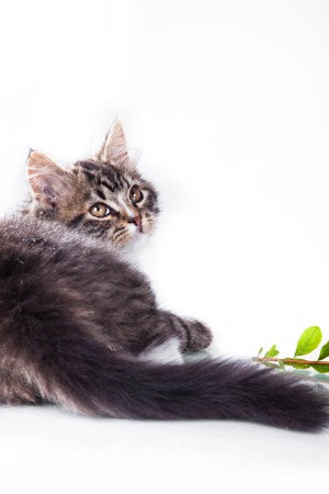 Cute tabby kitten more fluffy good catの写真素材