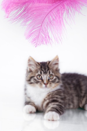 Cute tabby kitten more fluffy good catの写真素材