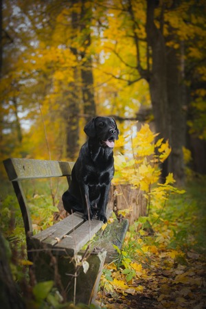 vintage Autumn black dog labrador nature, obedientの写真素材