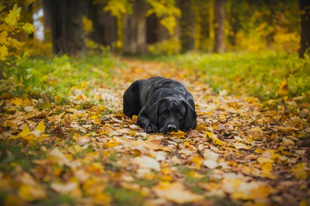 vintage Autumn black dog labrador nature, obedientの写真素材