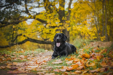 vintage Autumn black dog labrador nature, obedientの写真素材