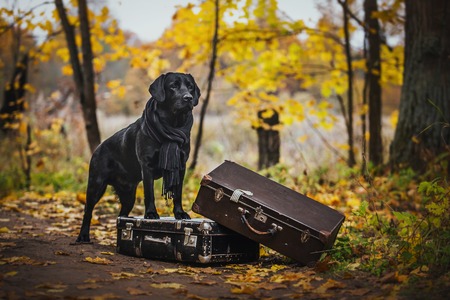vintage Autumn black dog labrador nature, obedientの写真素材