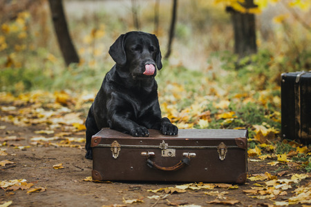 vintage Autumn black dog labrador nature, obedientの写真素材