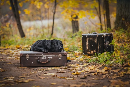 vintage Autumn black dog labrador nature, obedientの写真素材