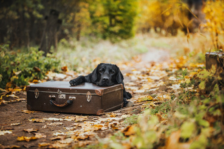 vintage Autumn black dog labrador nature, obedientの写真素材