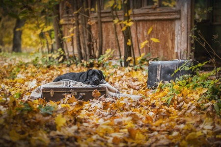 vintage Autumn black dog labrador nature, obedientの写真素材