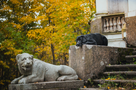 vintage Autumn black dog labrador nature, obedientの写真素材