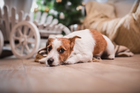 Jack Russell dog at the Christmas tree 2015の写真素材