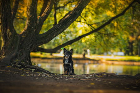 dog in the park Golden autumn, obedienceの写真素材