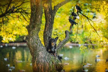 dog in the park Golden autumn, obedienceの写真素材