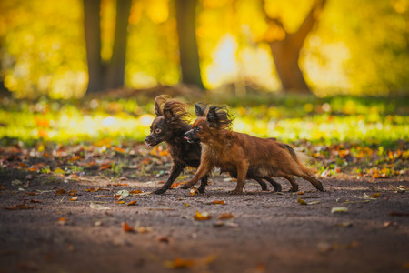 dog in the park Golden autumn, obedienceの写真素材