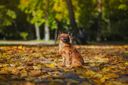 dog in the park Golden autumn, obedienceの写真素材