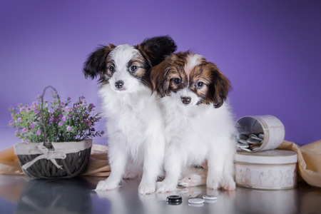 little puppy papillon on a colored background, accessoriesの写真素材