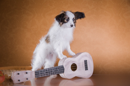 little puppy papillon on a colored background, accessoriesの写真素材