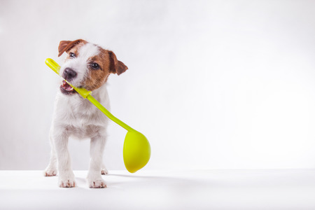 Dog Jack Russell Terrier holds in teeth